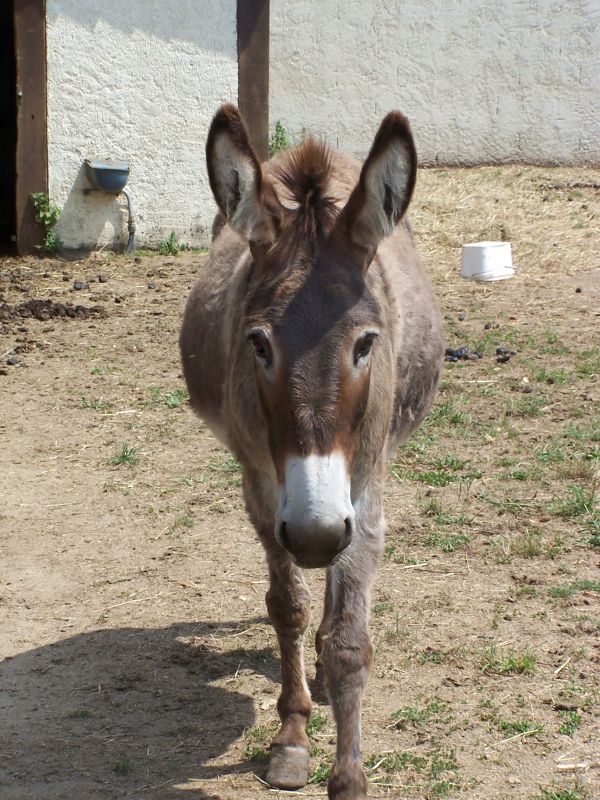 Donkey of Terre de Rose at Doué la Fontaine