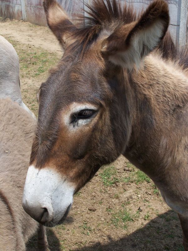 The sweetness of the donkeys of Terre de Rose