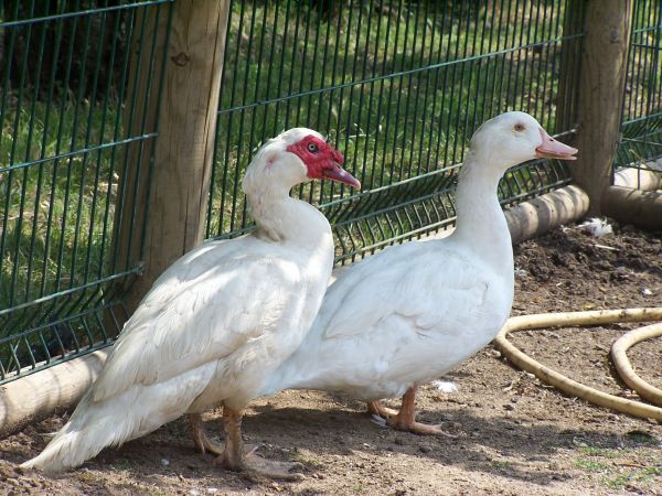 The turkey ducks of Terre de Rose