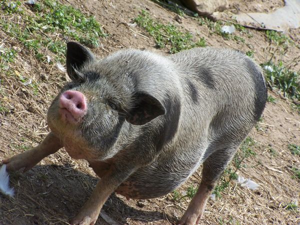 One of the pigs of Terre de Rose