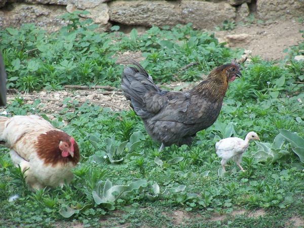 The hens of Terre de Rose