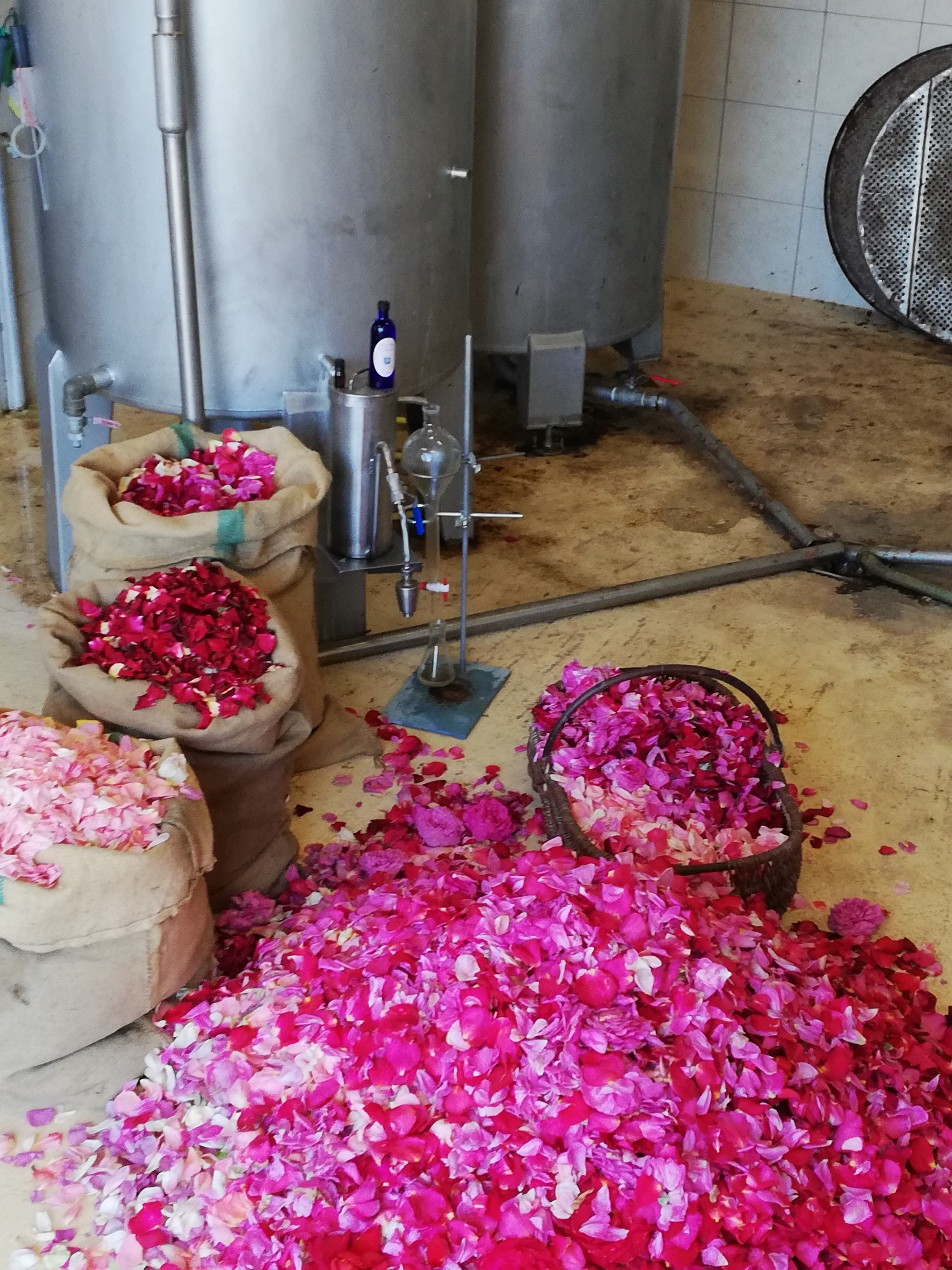 The rose petals of DouÃ©-la-Fontaine