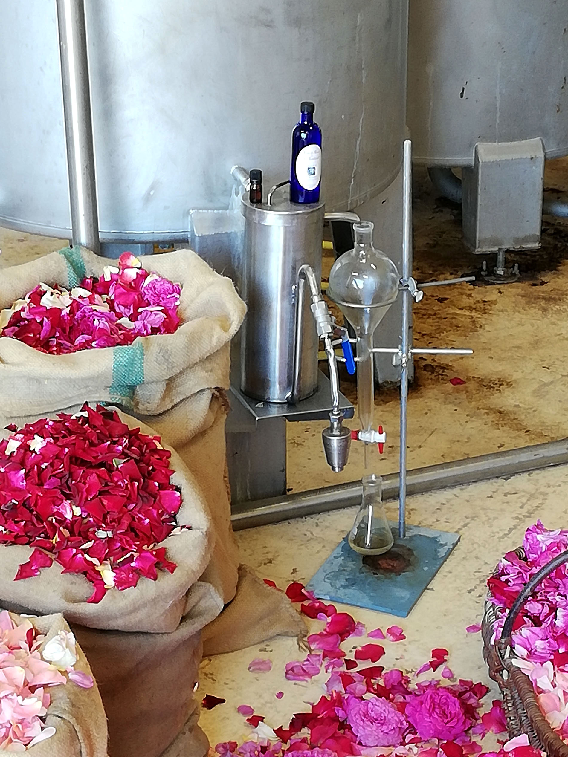 Distillation of Rose Water