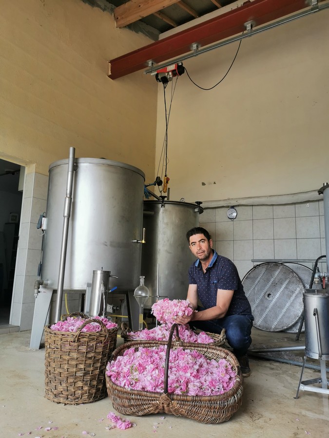 distillation of rose water