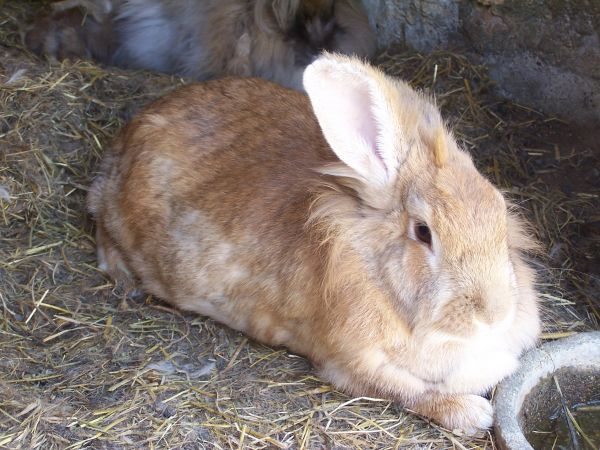 Small farm animals : Discover rabbits, goats, duck of Terre de Rose