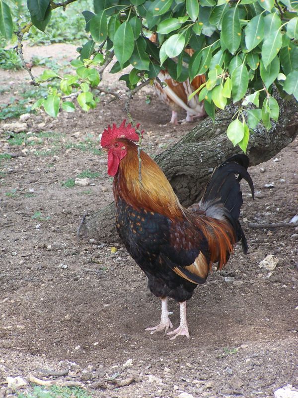 the rooster of Terre de Rose